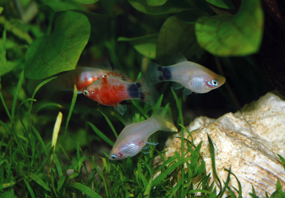 pesci in acquario di acqua dolce - guppy