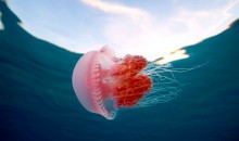 Acquari di meduse – come costruirli e gestirli