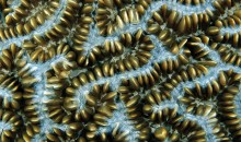 Great corals pictures to use for your wallpaper from National Geographic