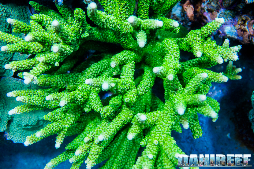 Acropora, corallo duro a polipo piccolo (SPS)