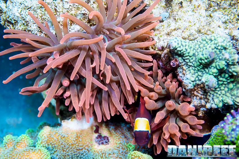 Come forzare i pagliacci a fare la simbiosi con l'anemone (o un corallo)