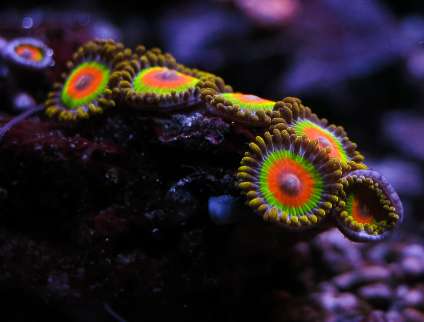 Coralli a crescita ultrarapida per popolare un acquario marino per principianti