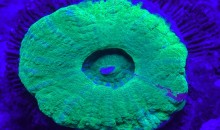 Le fluorescenze dei coralli in time laps!