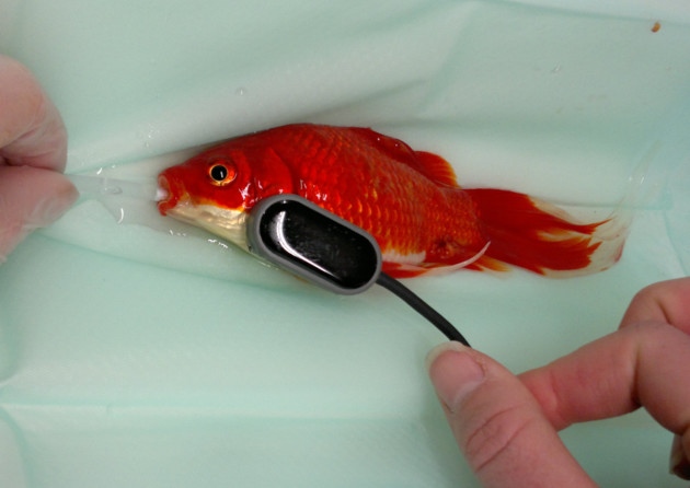 goldfish operato di cisti