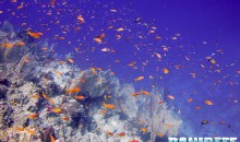 Apre a Treviadone (RM) un acquario marino a cielo aperto di acropore da 1125mc visitabile anche in immersione