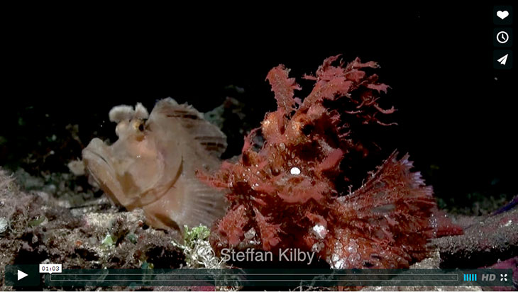 Un Incredibile Video Di Deposizione Delle Uova Di Una Coppia Di Pesci Scorpione Rhinopias