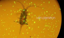 Plankton – zooplankton and phytoplankton – getting to know them