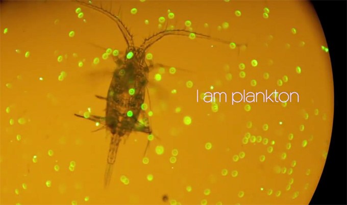 Il plancton: tutto quello che avreste voluto sapere ma non avete mai osato chiedere