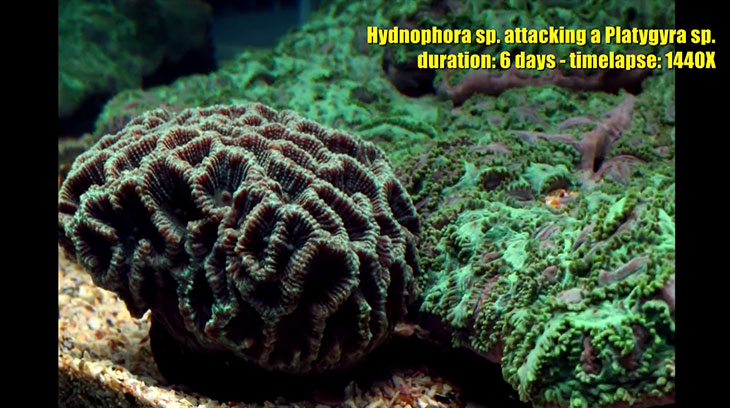 hydnophora-vs-platygyra