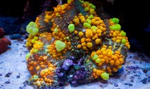 6000 dollari per un corallo… segnato un nuovo record!