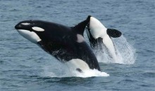 Il SeaWorld di San Diego rinuncia alle orche