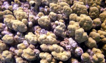 Senza una pronta inversione di tendenza, nel 2050 i coralli non riusciranno più a produrre il loro scheletro