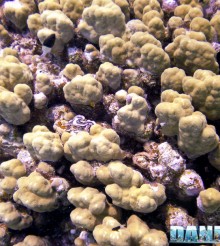 I coralli possono battere il cambiamento climatico… fino a un certo punto