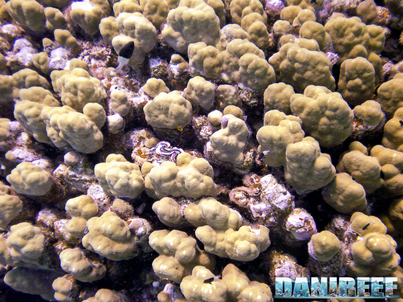 Porites cilindrica - I coralli possono battere il cambiamento climatico... fino a un certo punto