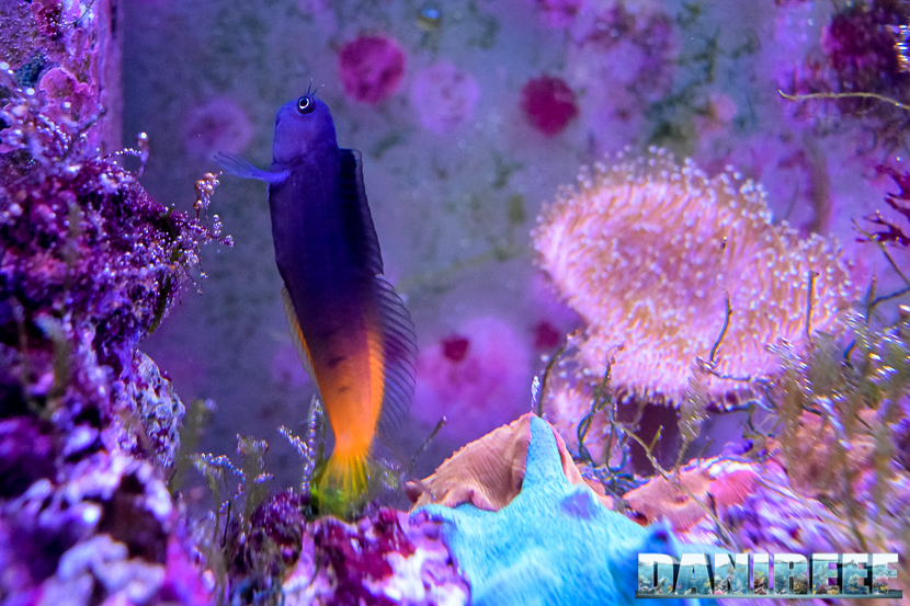 In un acquario di pesci e coralli molli le concentrazioni di nitrati possono essere superiori, senza provocare danni.