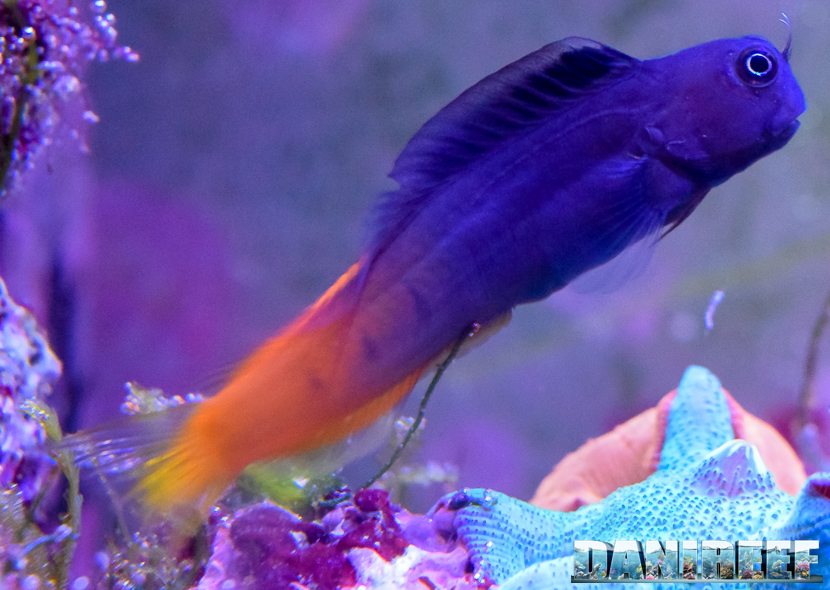 Ecsenius bicolor, pesce a rischio, per quanto riguarda il saltare fuori dalla vasca.