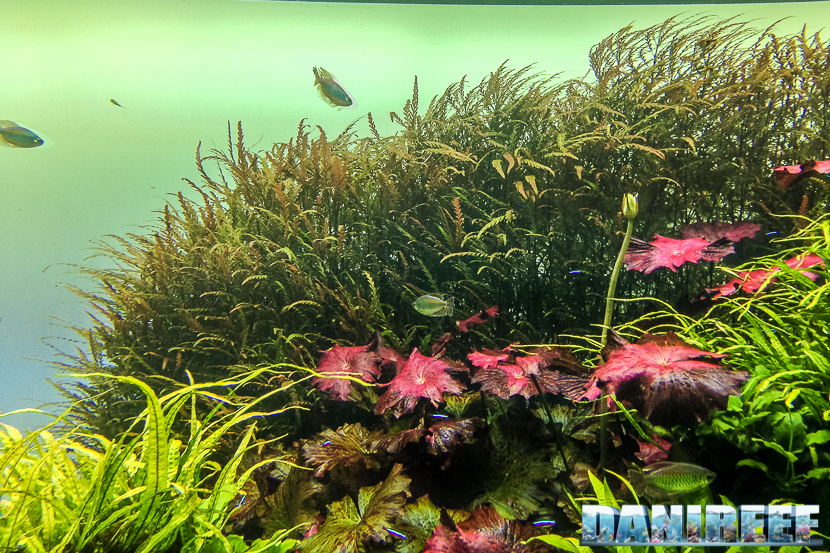 oceanario di lisbona - 014 - Florestas Submersas di Takashi Amano