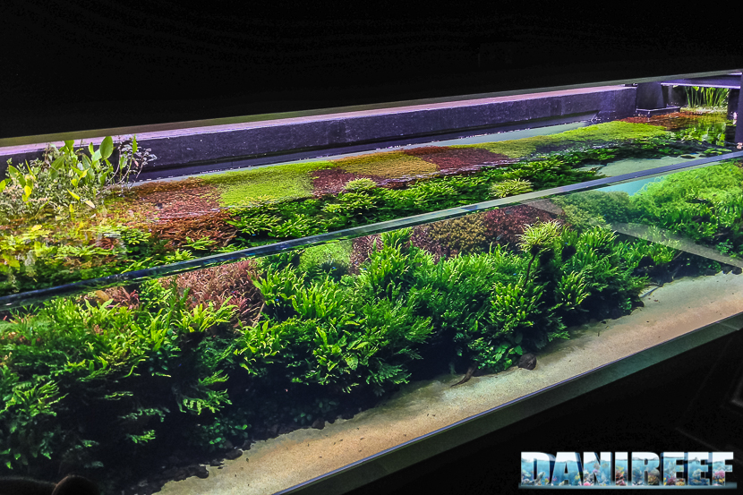 oceanario di lisbona - 020 - Florestas Submersas di Takashi Amano