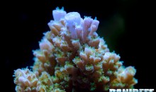 La colorazione dei coralli fra cromoproteine, zooxanthellae e azoto