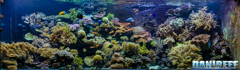 2015_12 Madagascar Reef Aquarium at Zoo Zurich17