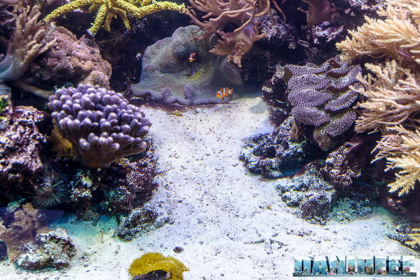 2015_12 Madagascar Reef Aquarium at Zoo Zurich53