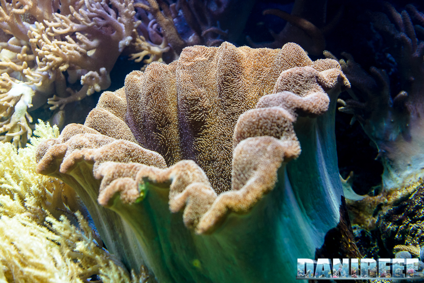 2015_12 Madagascar Reef Aquarium at Zoo Zurich66