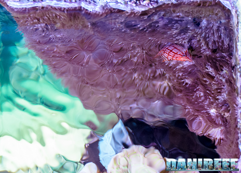 Oxycirrhites typus su un letto di octocoralli che ricoprono il fondo dell'acquario