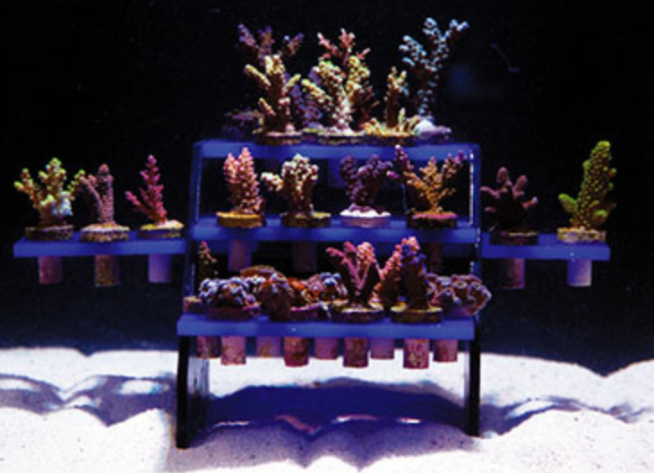 Il ReefRack completo di talee, immagine di innovative-marine.com