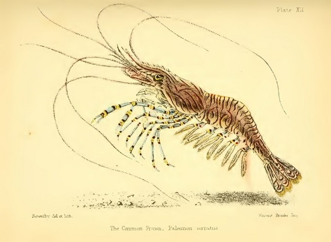Disegno di Palaemon serratus, 1857.