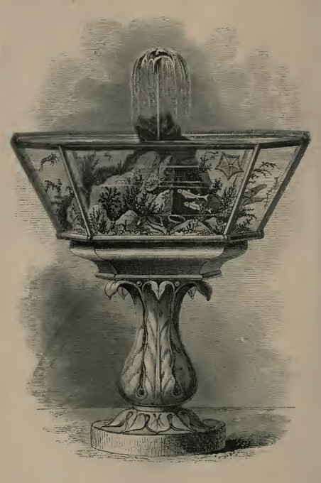 Acquario marino d'epoca vittoriana, la fontana è una soluzione interessante per muovere ed ossigenare l'acqua. . Imagine di Gosse (1856).