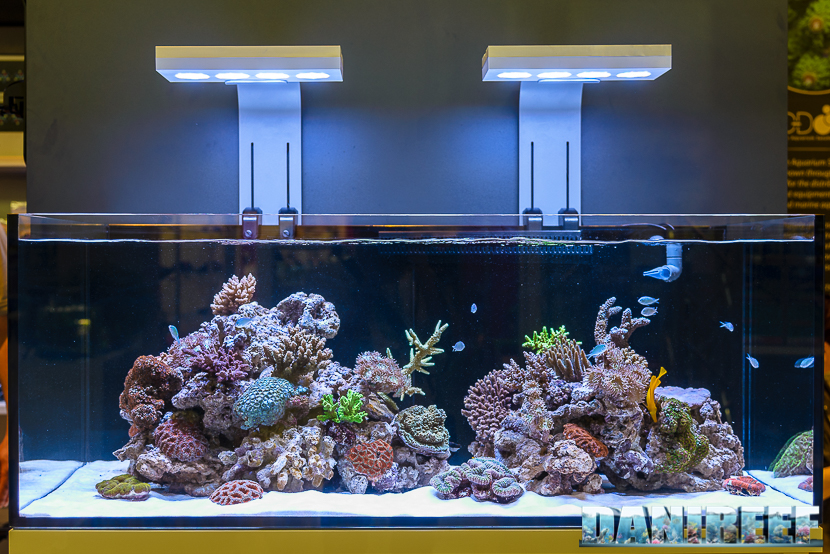 Posizionando i coralli SPS in alto e gli LPS più in basso possiamo ottimizzare l'utilizzo della luce.