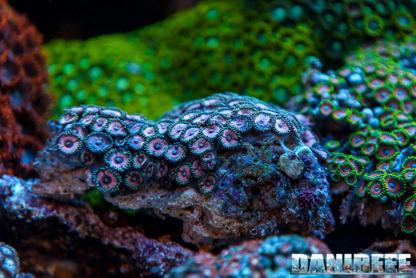 Zoanthus, coralli molli di particolare bellezza.