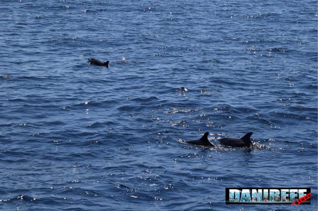 Alcuni delfini che nuotano liberi nel mare, pochi in superficie, tantissimi qualche metro sotto l'acqua.
