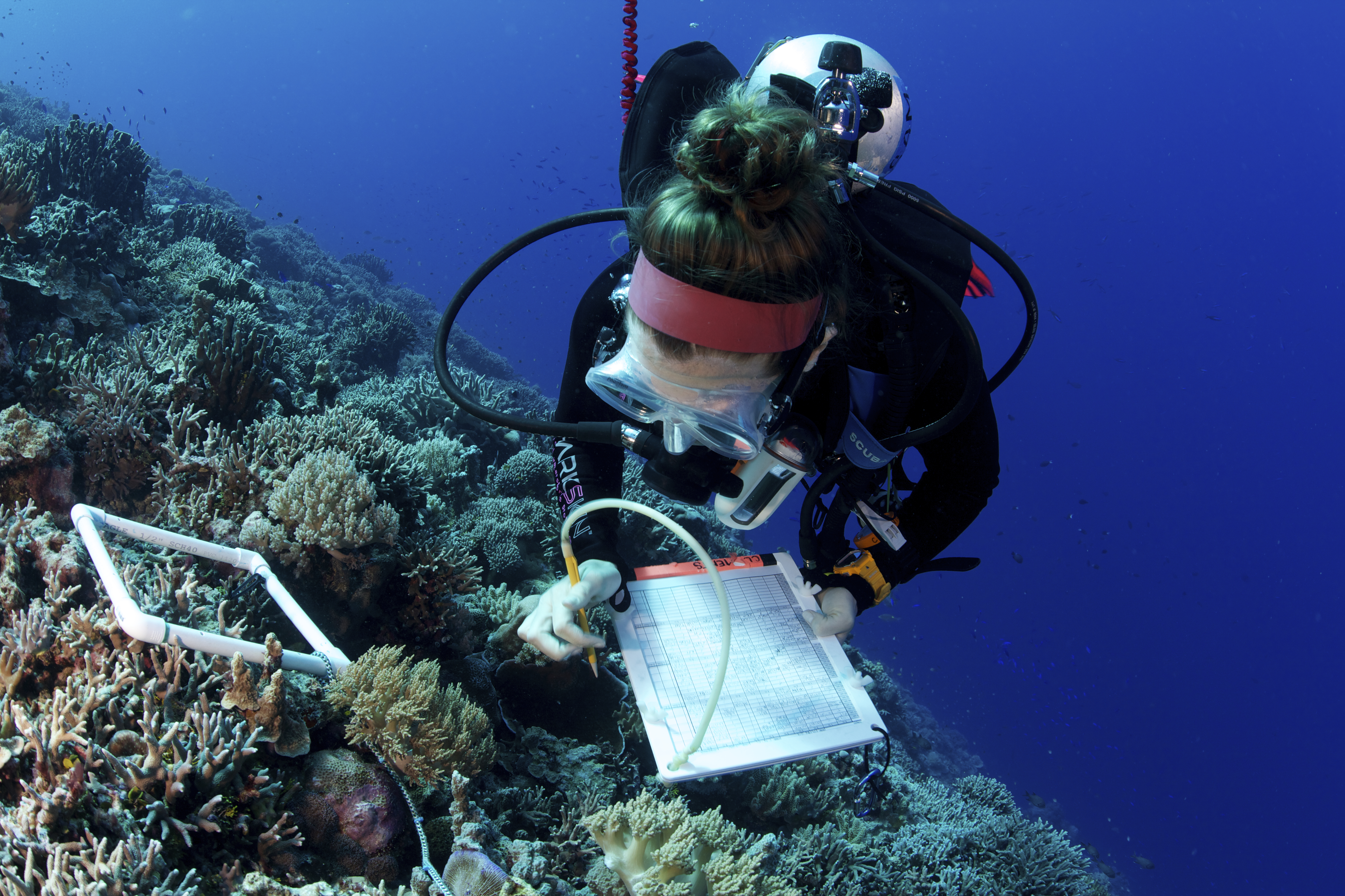 Scientist conducting benthic surveys of the coral reef.