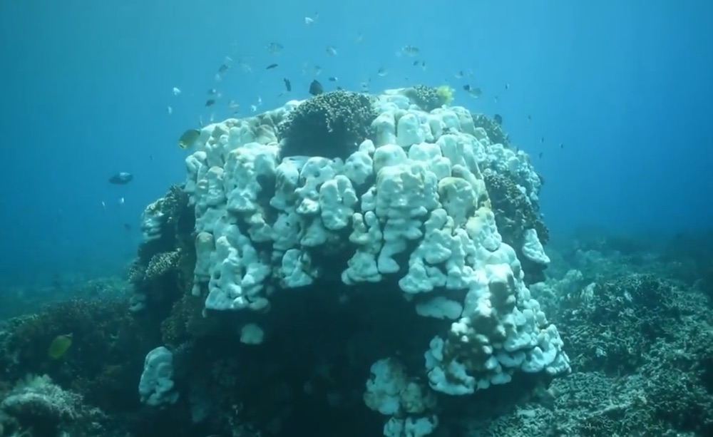 sbiancamento coralli nella grande barriera corallina australiana