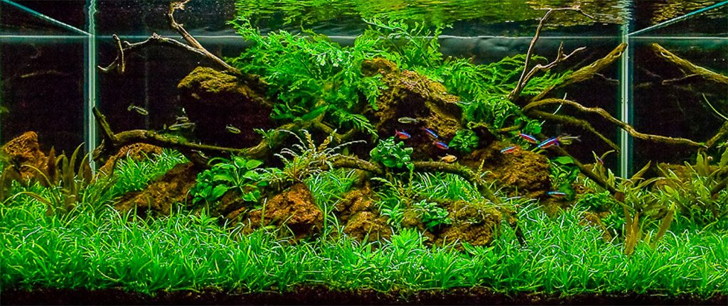 L'importanza delle piante in acquario