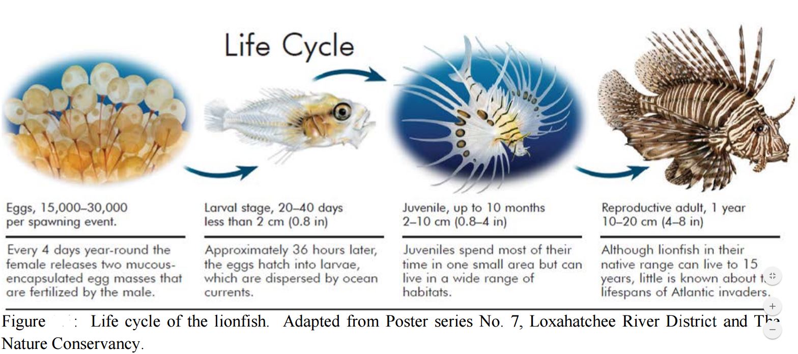 ciclo-lionfish