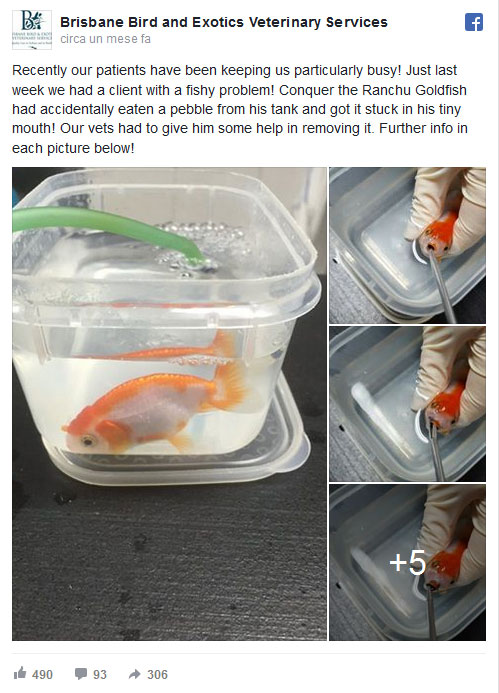 pesce-rosso-salvato-da-morte-certa-facebook