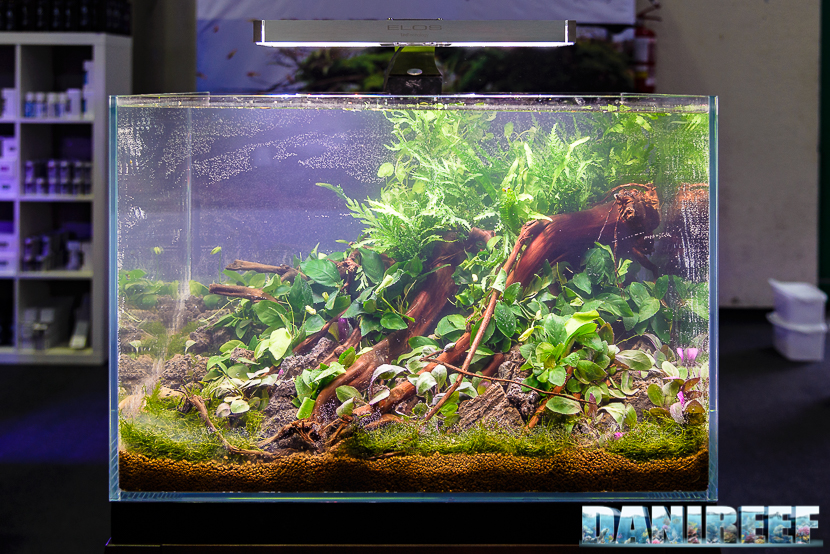 201610-aquascaping-elos-layout-petsfestival-261-copyright-by-danireef
