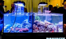 Tunnel sensoriale e bellissimi acquari da Barriera Corallina al PetsFestival 2016