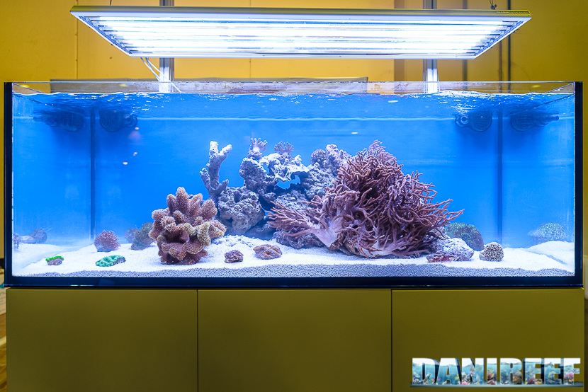 201610-coralli-e5-layout-oceanlife-petsfestival-23-copyright-by-danireef