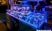 Tutti i coralli del PetsFestival 2016