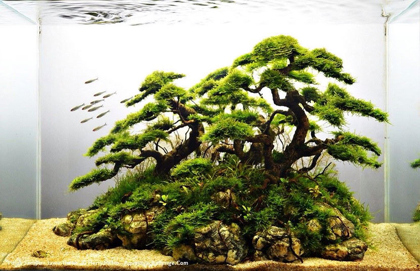 Come allestire un bonsai in acquario
