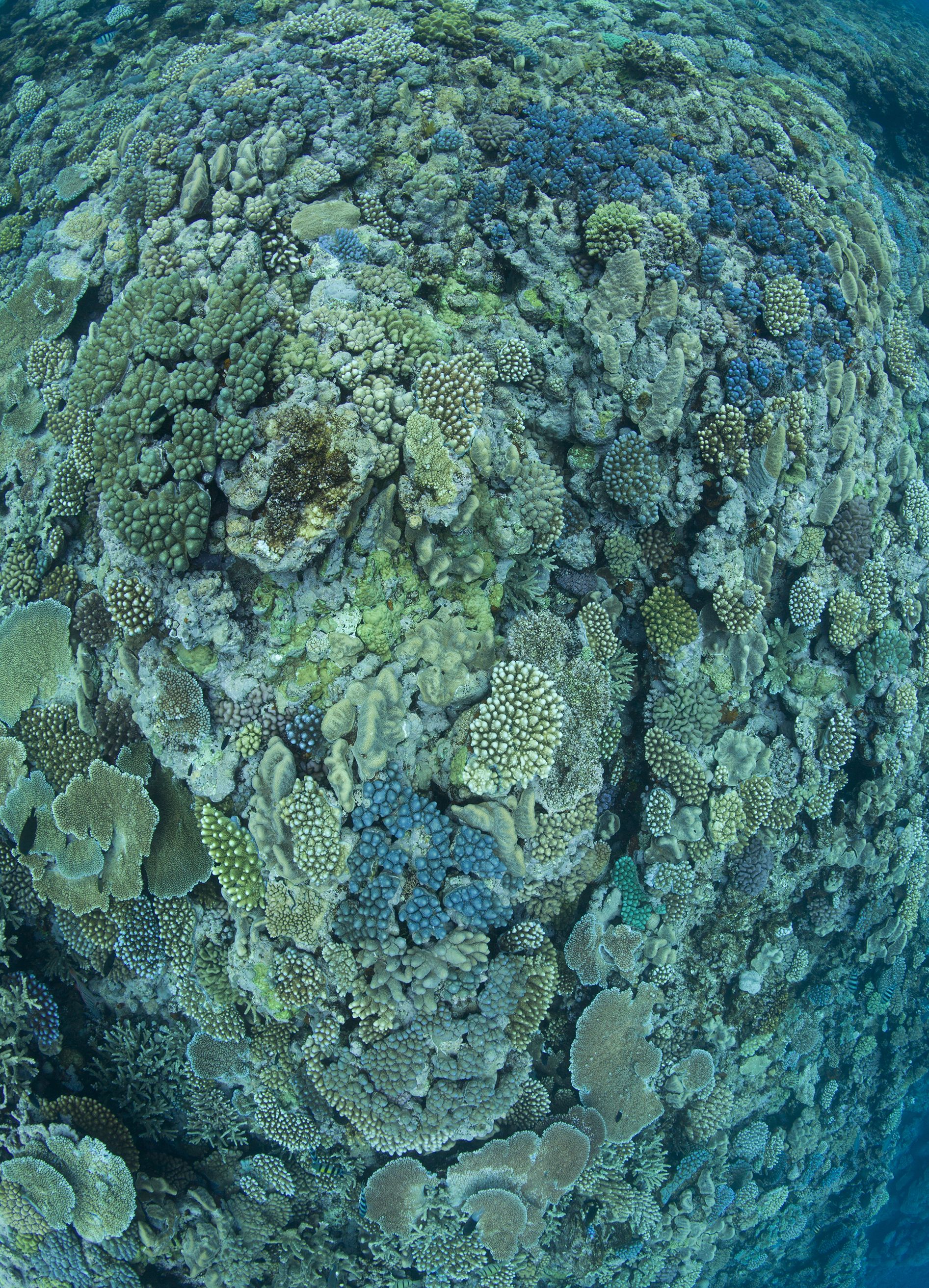 360-coral-reef