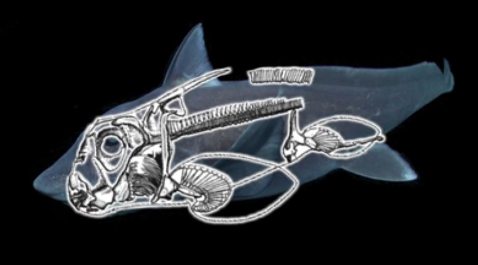 squalo chimera - scheletro