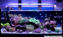 The Lollo’s Reef Aquarium – a mixed corals reef tank