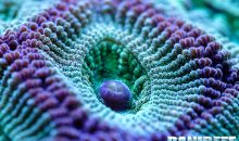 Come il movimento stimola la fotosintesi nel corallo… ma solo se…