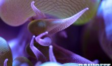 Arsenale biochimico dei coralli duri, come difendersi in acquario e in mare