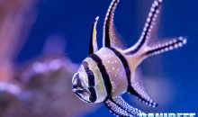 Pterapogon kauderni – l’unico pesce che tutti possono riprodurre