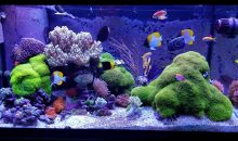 E chi l’ha detto che un acquario di coralli molli non sia interessante?